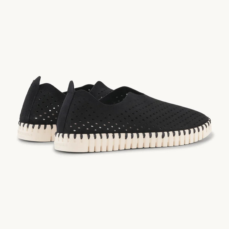 Black Tulip Flats