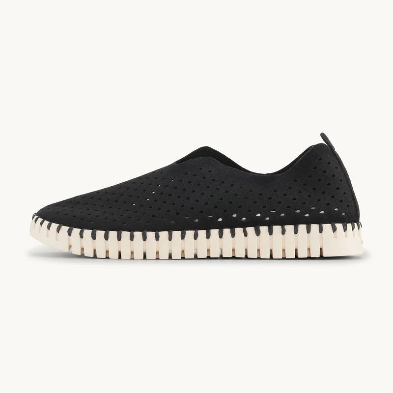 Black Tulip Flats