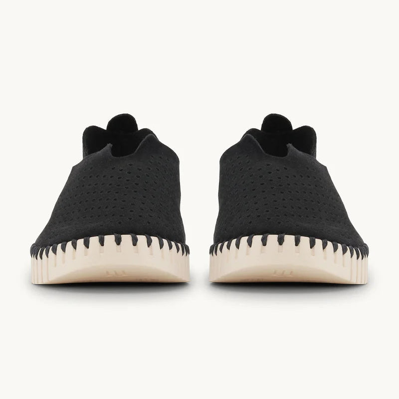 Black Tulip Flats