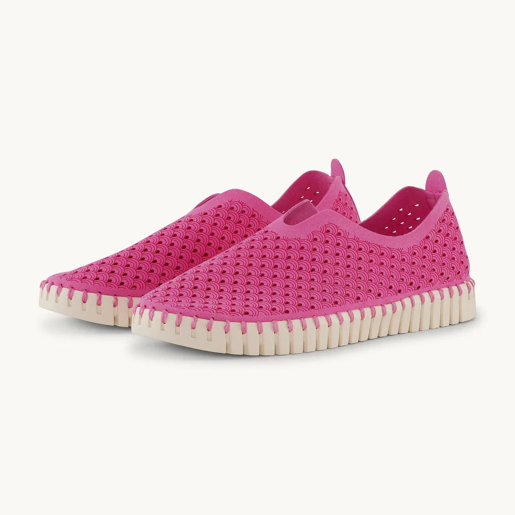 Rose Violet Tulip Flats