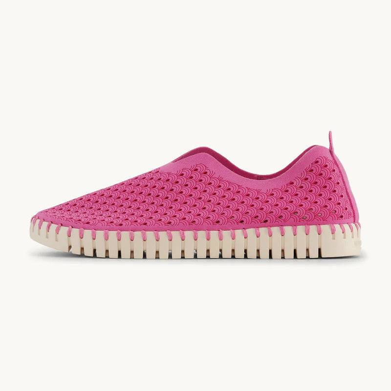 Rose Violet Tulip Flats